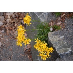 Senecio abrotanifolius - starček brotanolistý