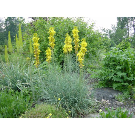 Asphodeline lutea - asfodelka