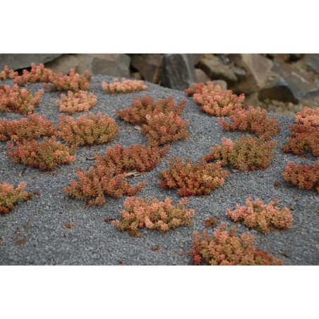 Sedum album Tricolor - rozchodník