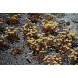 Sedum albertii - rozchodník