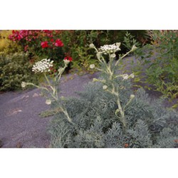 Seseli gummiferum - sesel