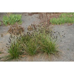 Sesleria heuffeliana - pěchava