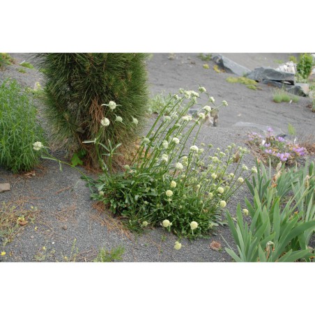 Silene bellidifolia - silenka