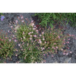 Silene walesia - silenka