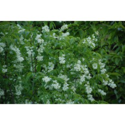 Staphylea pinnata - klokoč zpeřený