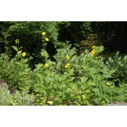 Silphium perfoliatum