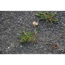 Trifolium noricum - jetel