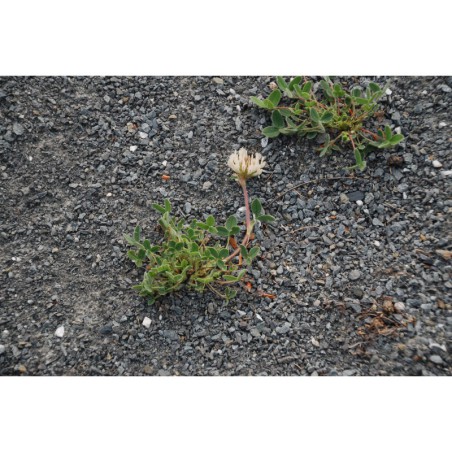 Trifolium noricum - jetel