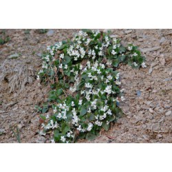 Viola alba - violka bílá