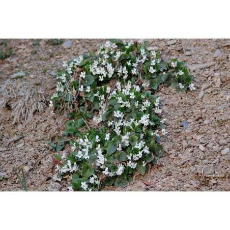 Viola alba - violka bílá