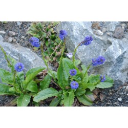 Wulfenia carinthiaca