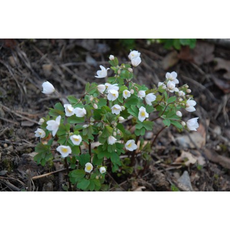 Ysopyrum thalictroides - zapalice žluťuchovitá