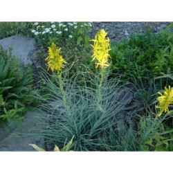 Asphodeline lutea - asfodelka