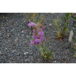 Penstemon erianthrus - dračík