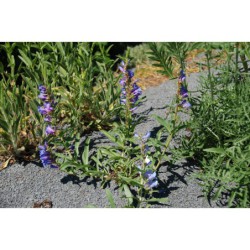 Penstemon glaber v. alpinus - dračík