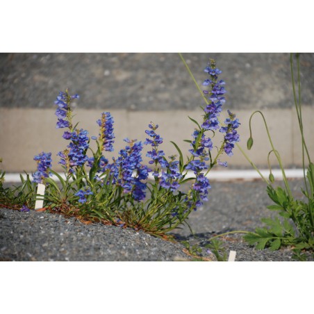 Penstemon saxosorum - dračík