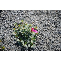 Penstemon rupicola - dračík