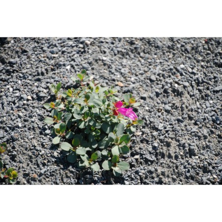 Penstemon rupicola - dračík