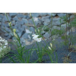 Paradisea liliastrum