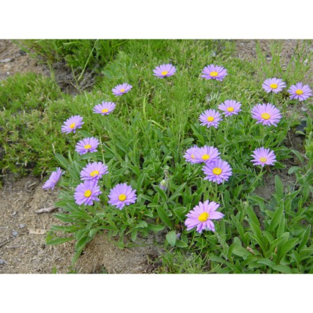 Aster alpinus - hvězdnice alpská