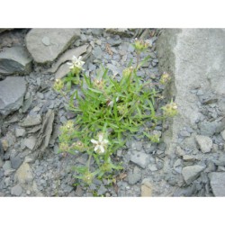 Saponaria lutea - mydlice