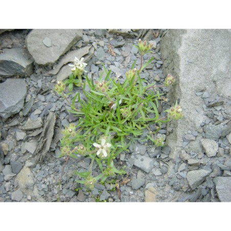 Saponaria lutea - mydlice