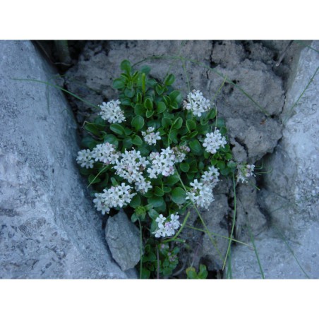 Valleriana supina - kozlík