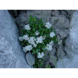 Valleriana supina - kozlík