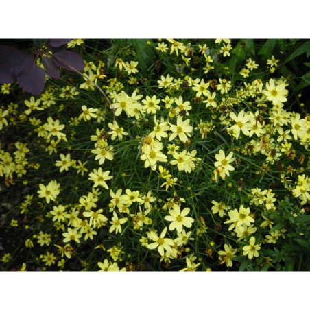 Coreopsis verticilata Moonbeam - krásnoočko