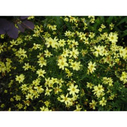 Coreopsis verticilata Moonbeam - krásnoočko