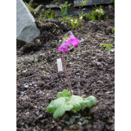 Cortusa turkestanica - kruhatka