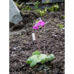 Cortusa turkestanica - kruhatka