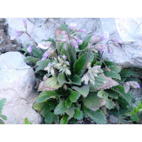 Haberlea rhodopensis - nečada