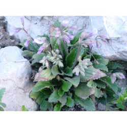 Haberlea rhodopensis - nečada