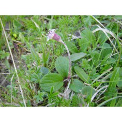 Homogyne alpina - podbělnice