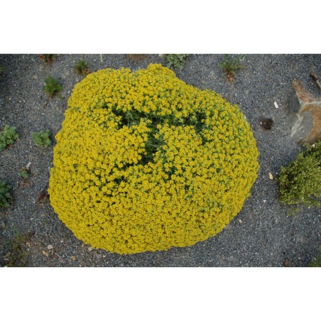 Alyssum oxycarpum - tařice