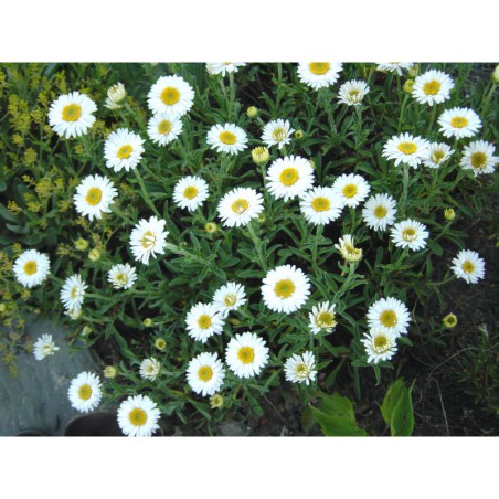 Aster alpinus Alba - hvězdnice alpská