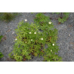 Anemone canadensis - sasanka