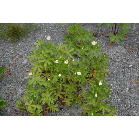 Anemone canadensis - sasanka