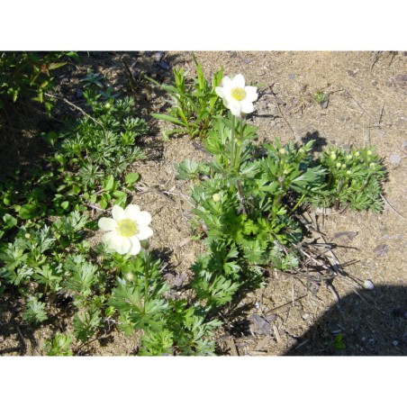 Anemone crinita - sasanka