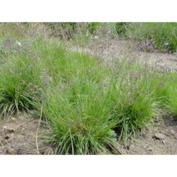 Briza media - třeslice prostřední