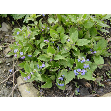 Brunnera macrophylla - pupkovec