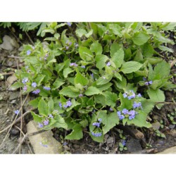 Brunnera macrophylla - pupkovec