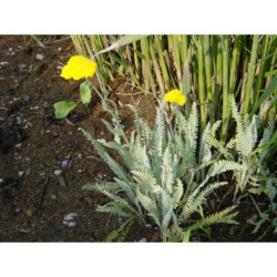 Achilea filipendulina - řebříček