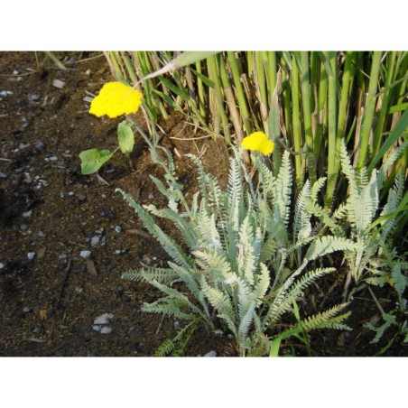 Achilea filipendulina - řebříček
