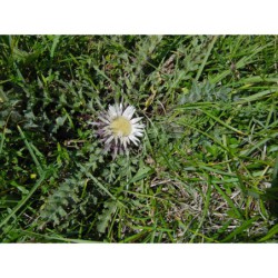 Carlina acaulis - pupava bezlodyžná