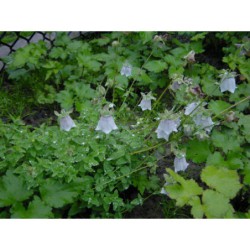 Codonopsis clematidea