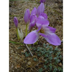 Colchicum byzanthicum - ocún
