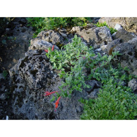 Zauschneria garrettii