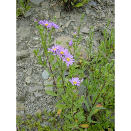Aster amellus - hvězdnice chlumní
